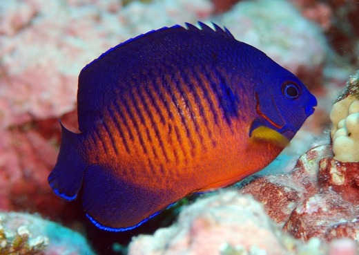 Coral_Beauty_angelfish_(Centropyge_bispinosus)__26477_zoom